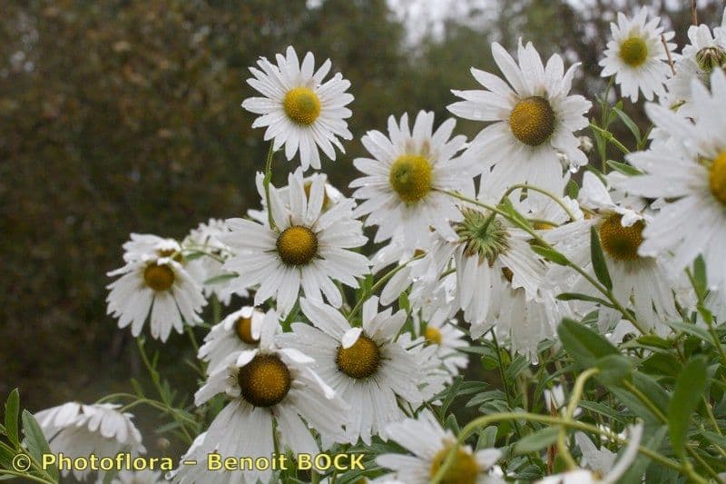 Späte Wucherblume 10