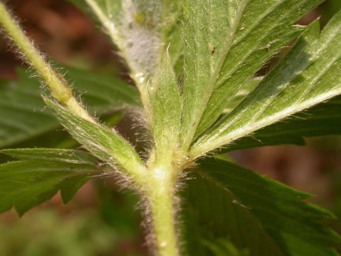 Potentilla simplex 18