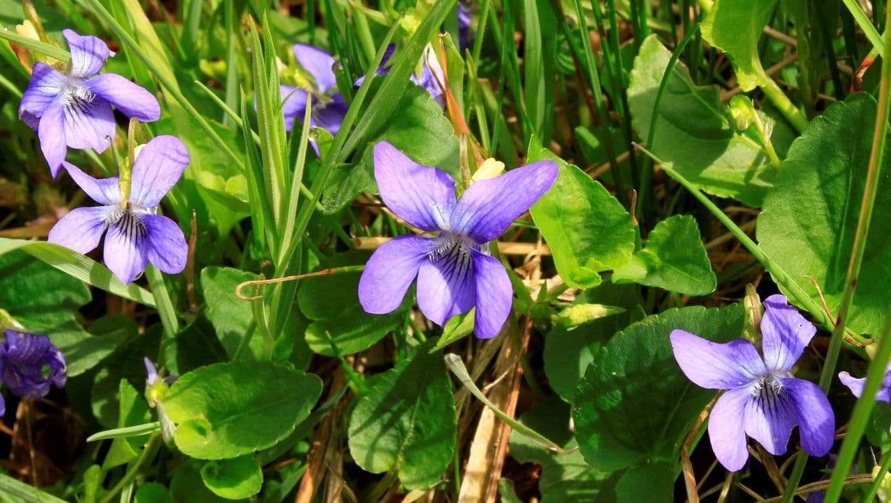 Viola di Rivinus 27