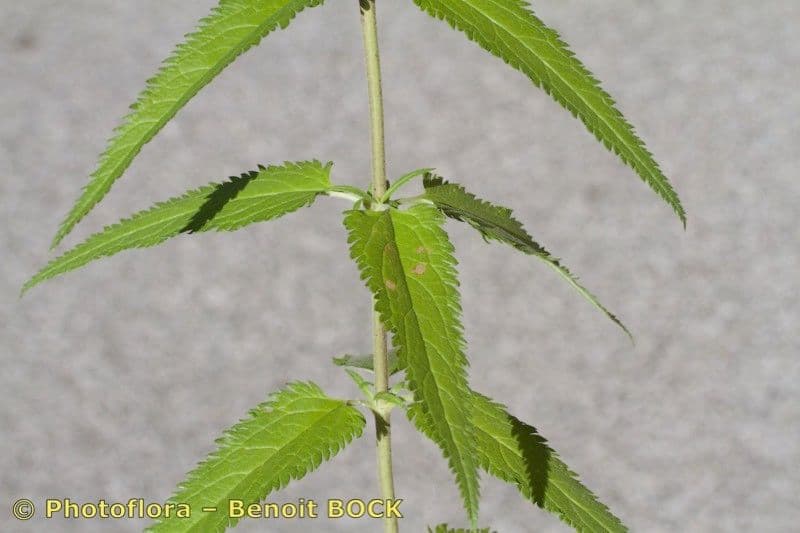 Verónica de hoja larga 29