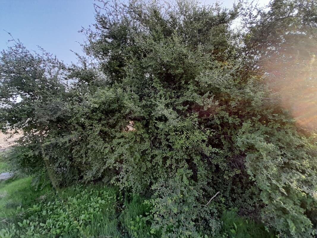 Cicimek 13