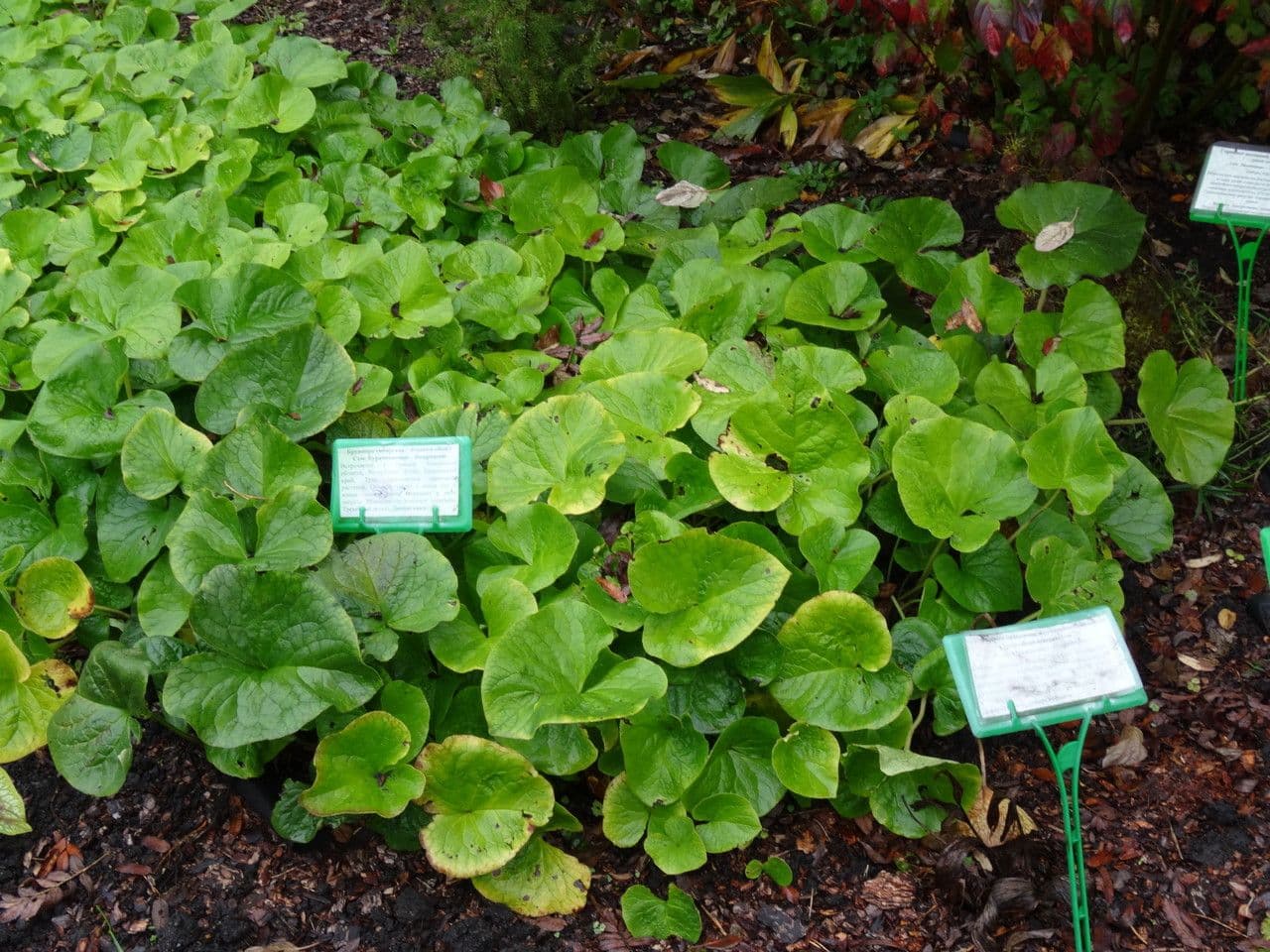 Brunnera 10