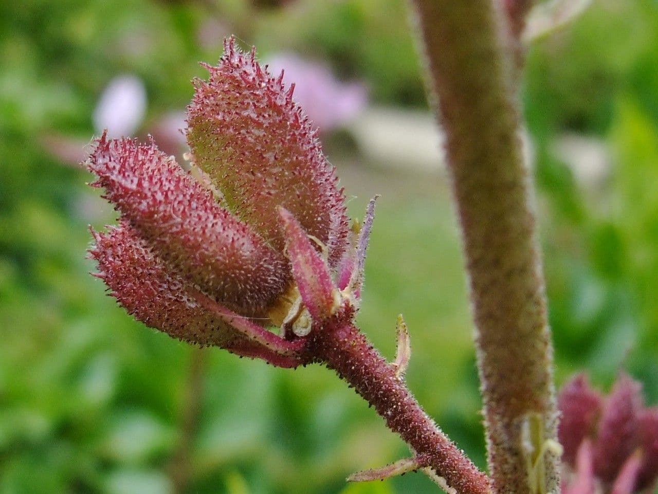 Diptam