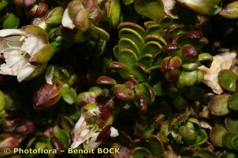 Minuartia 9
