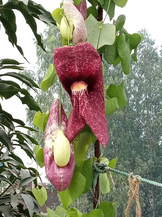 Aristolochia 8