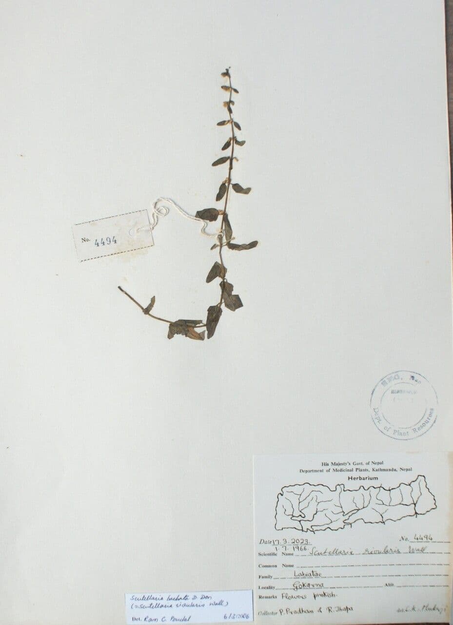 Bärtiger Helmkraut 4