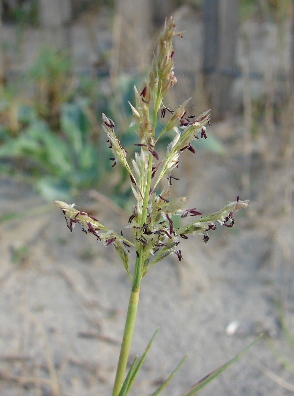 Sporobolus 7