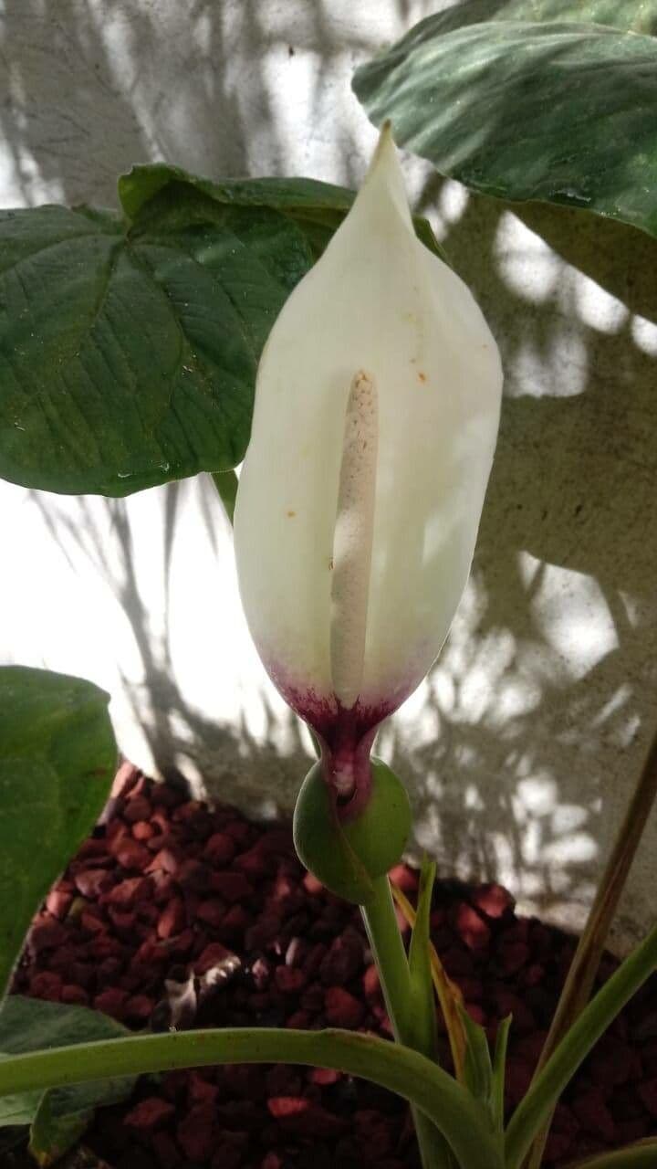 Xanthosoma 6