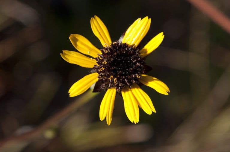 Girasol de hoja variable 5
