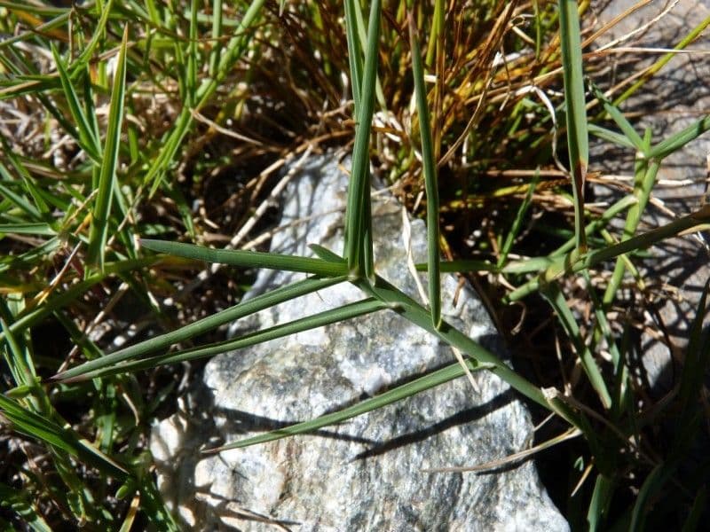 Alpen-Rispengras 19