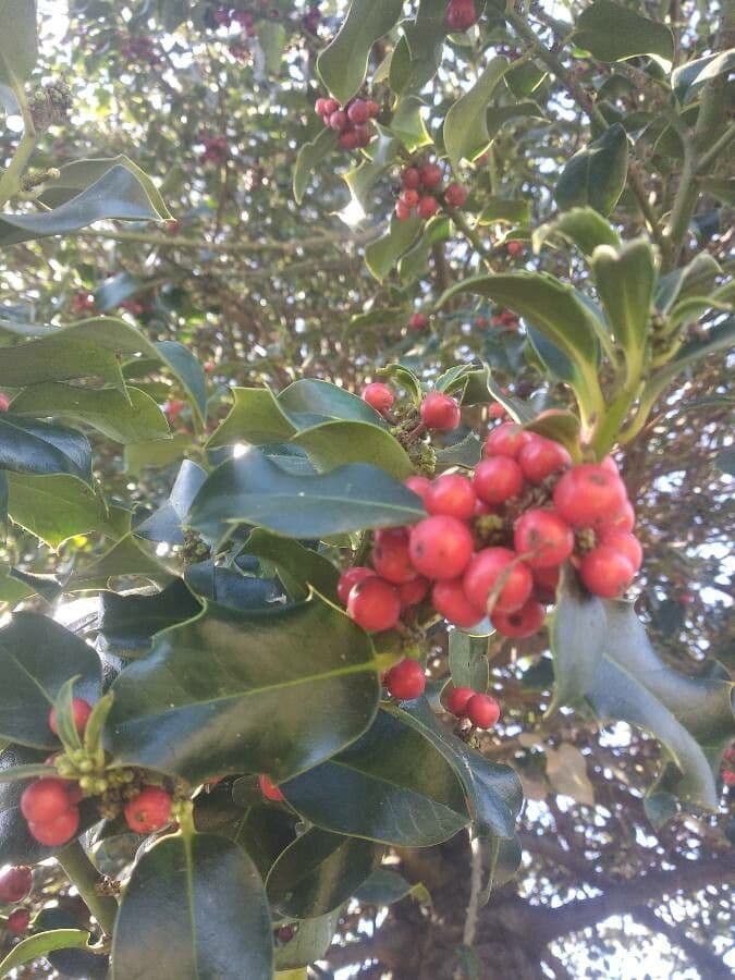Ilex mitis 4