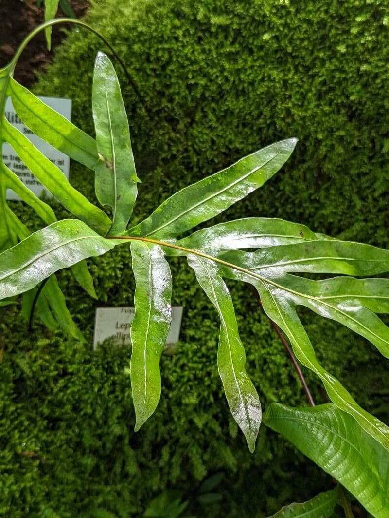 Leptochilus 3