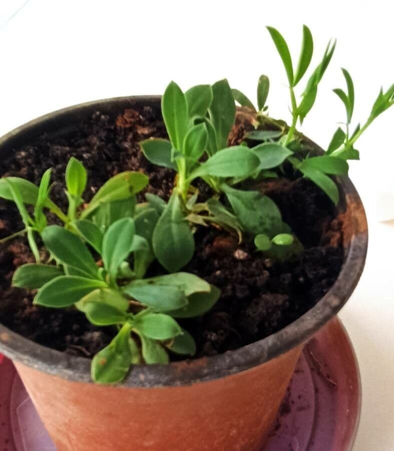 Silene pelosa 11