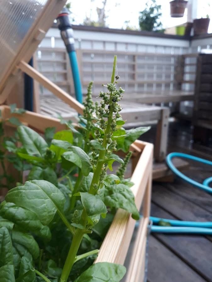 Spinaci 10