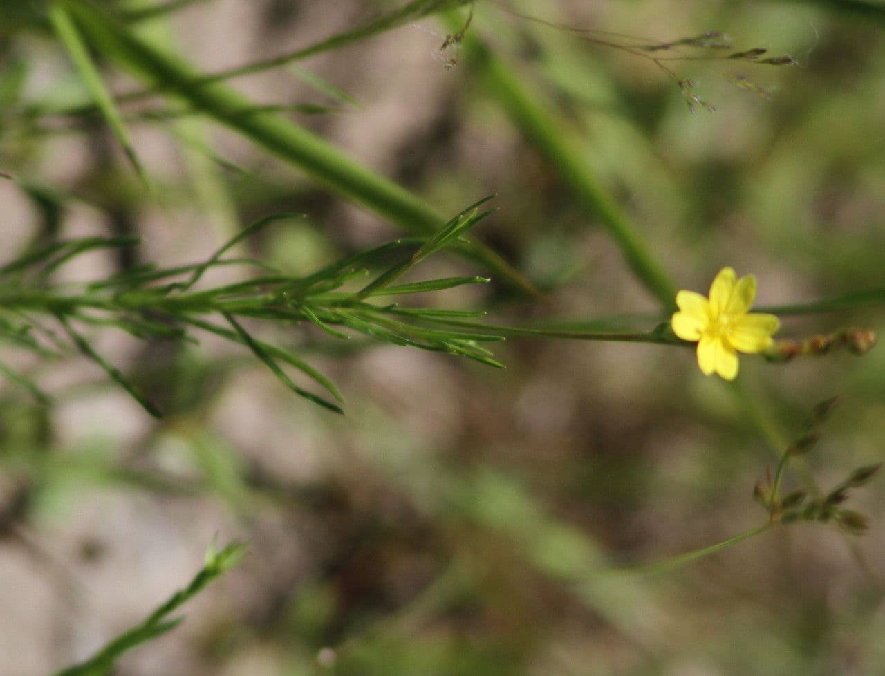 Oenothera 10