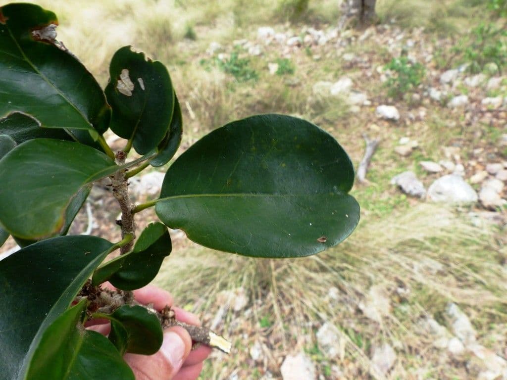 Planchonella 6