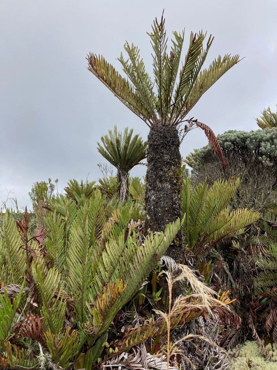Blechnum 5