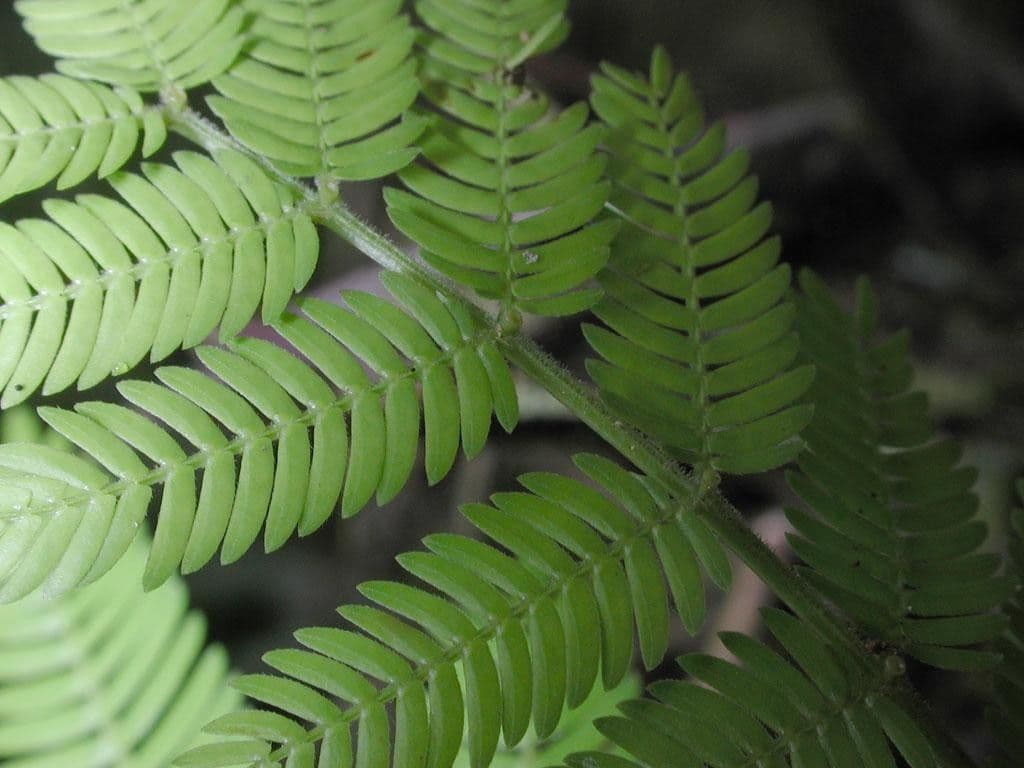 Vachellia 4