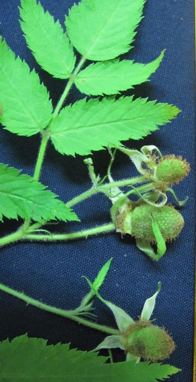 Rovo rosifoglio 25