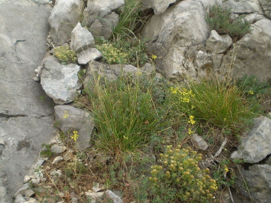 Ail jaune 10