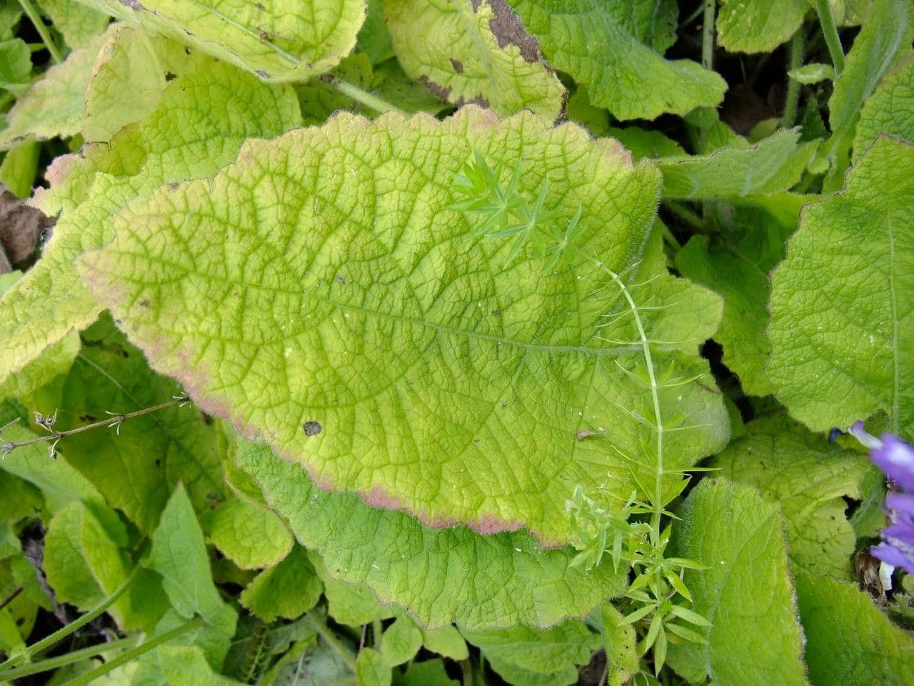 Salvia 16