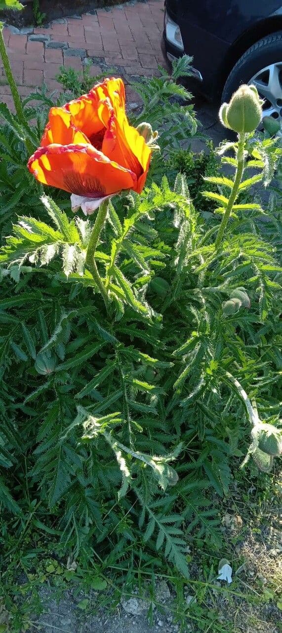 Orientalischer Schlafmohn 11