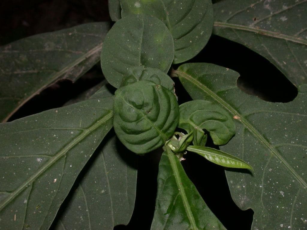Baum-Nachtschatten 11