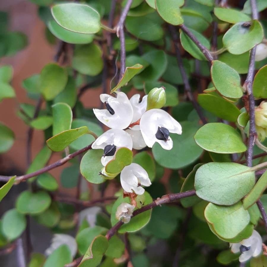 Muehlenbeckia complexa 9