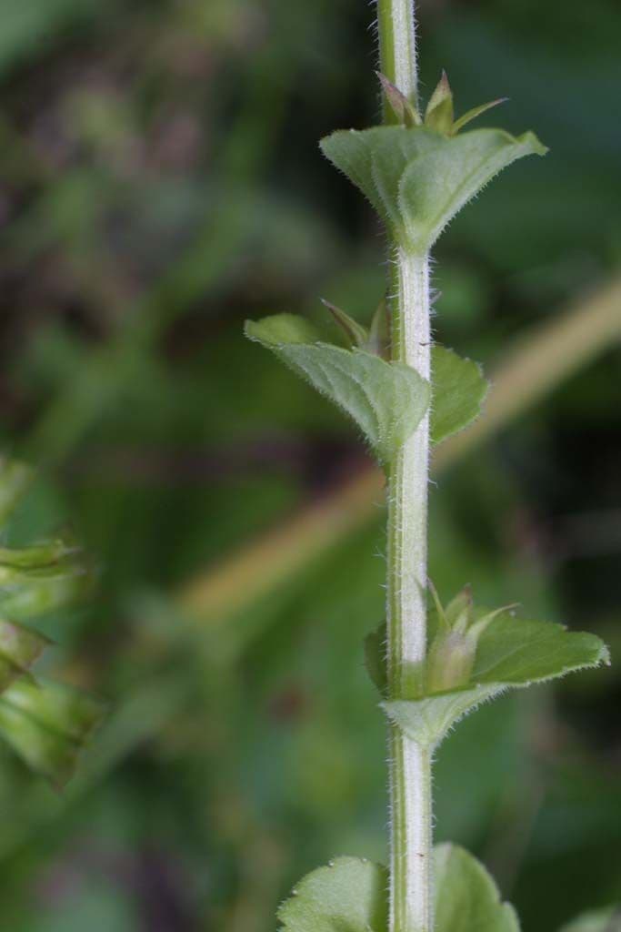 Triodanis przerosła 19