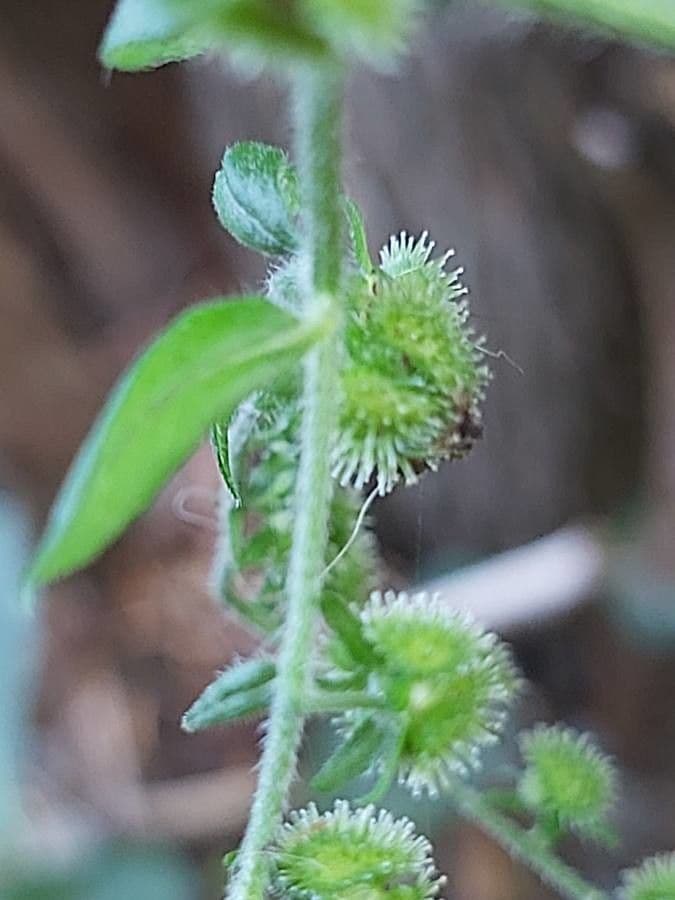 Hackelia virginiana 5