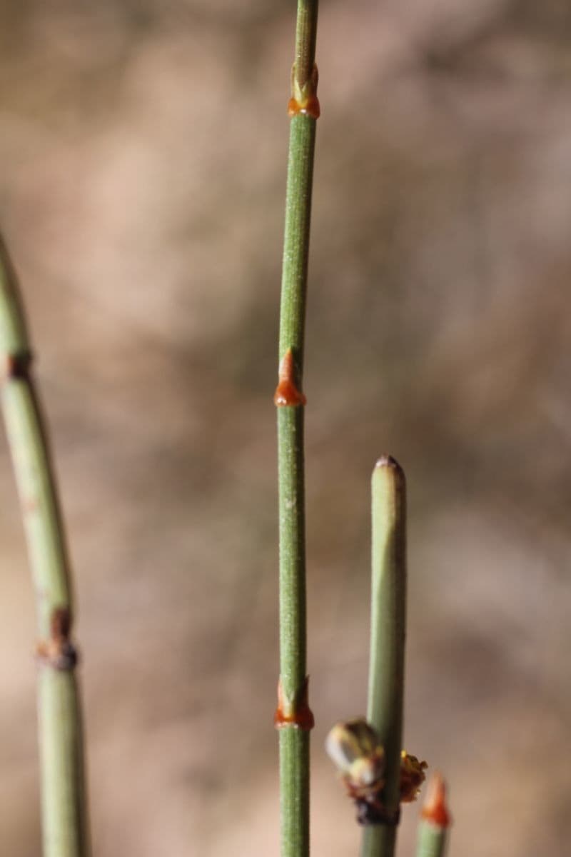 Efedra 25
