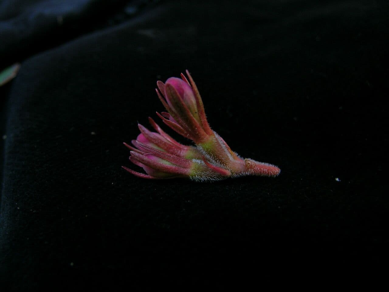 Luculia 9