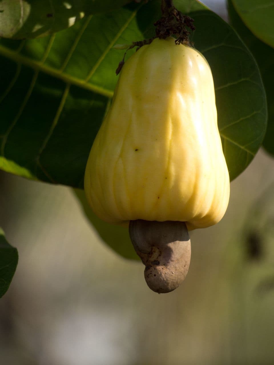 Anacardio 4