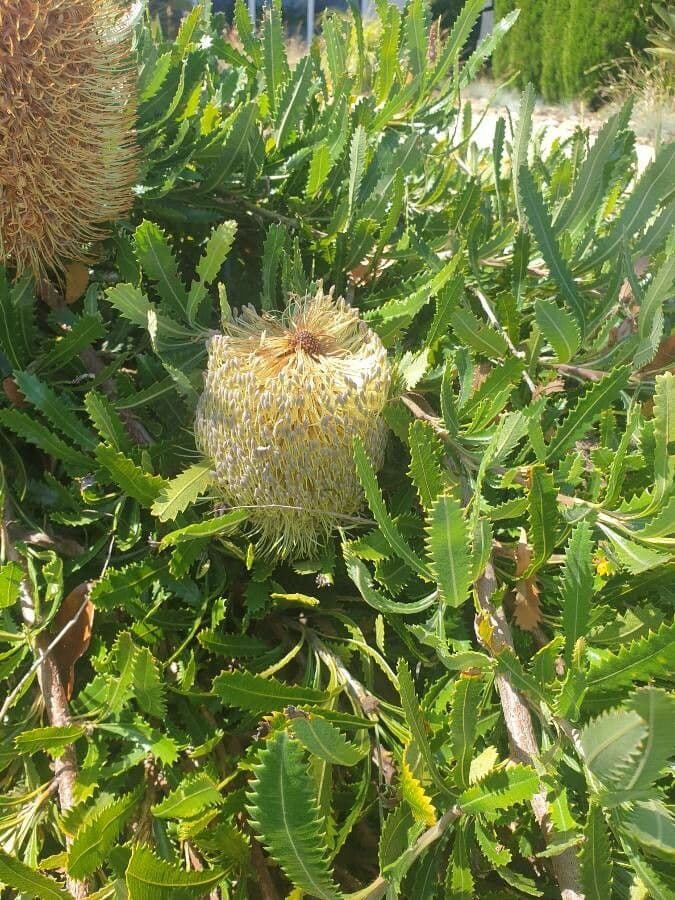 Banksia 9