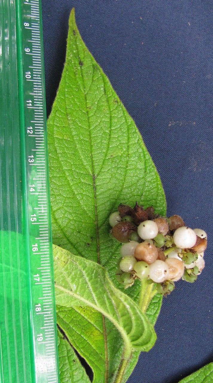 Tournefortia cuspidata 5