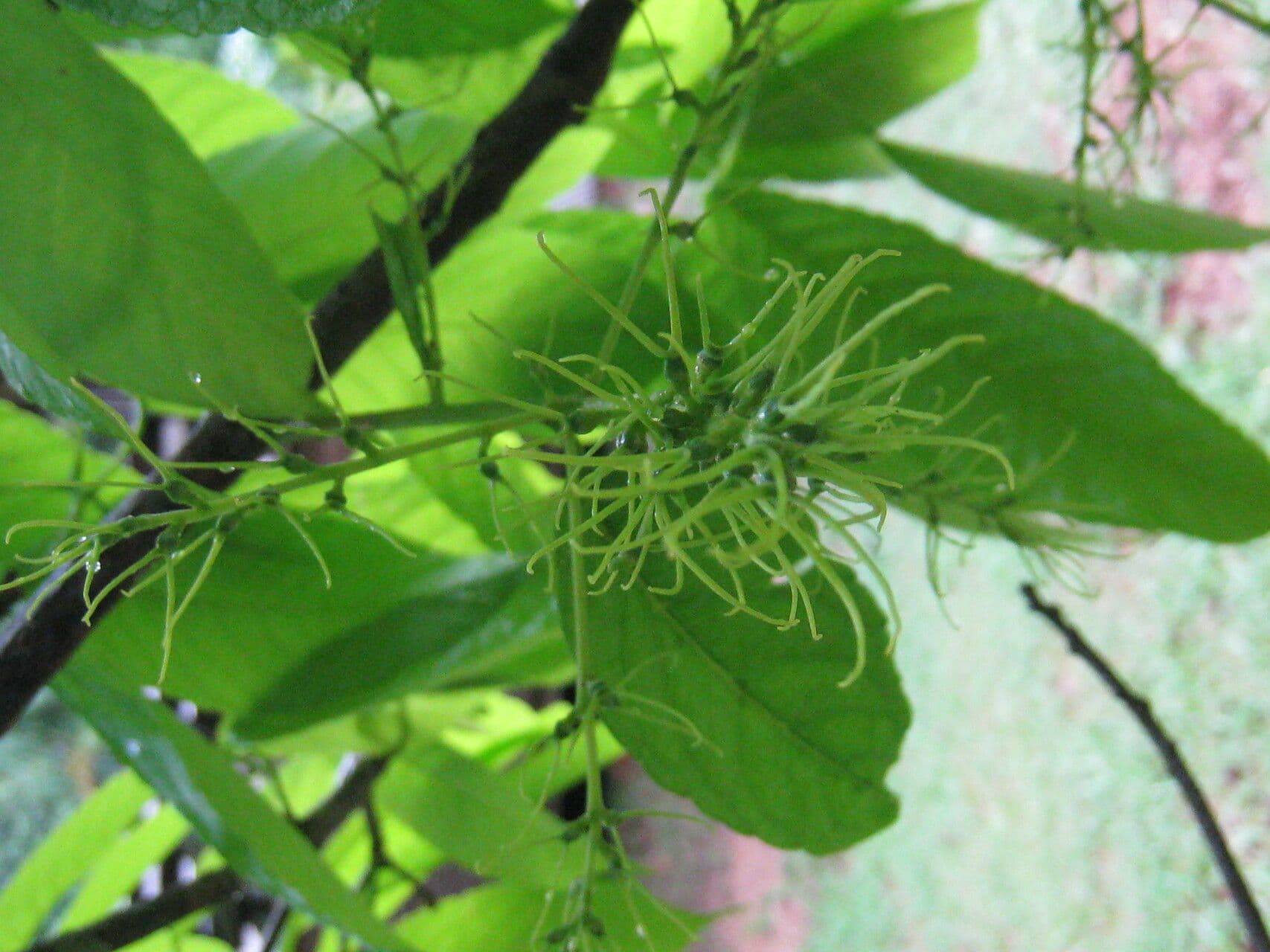 Alchornea discolor 4
