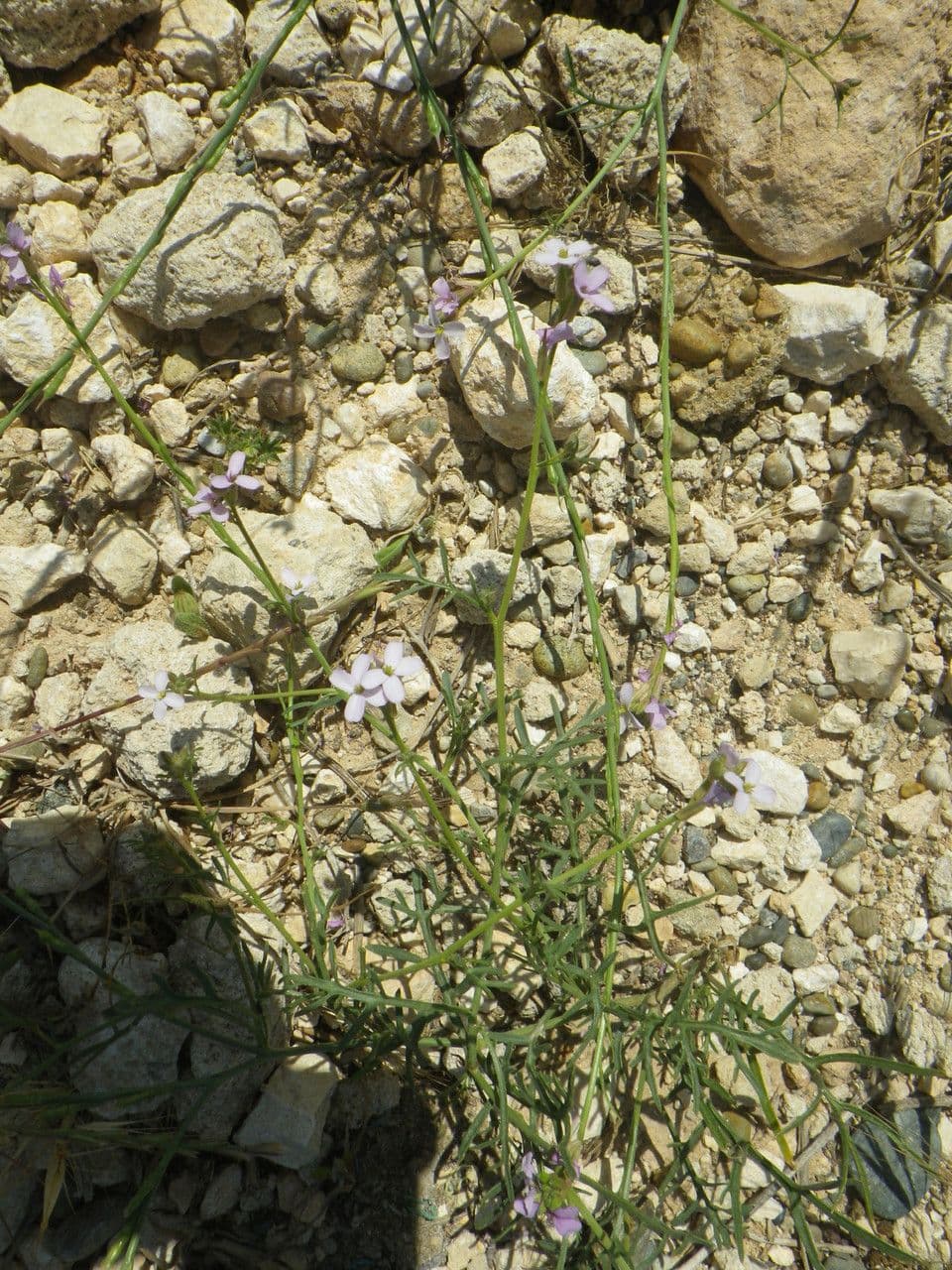 Erucaria 12