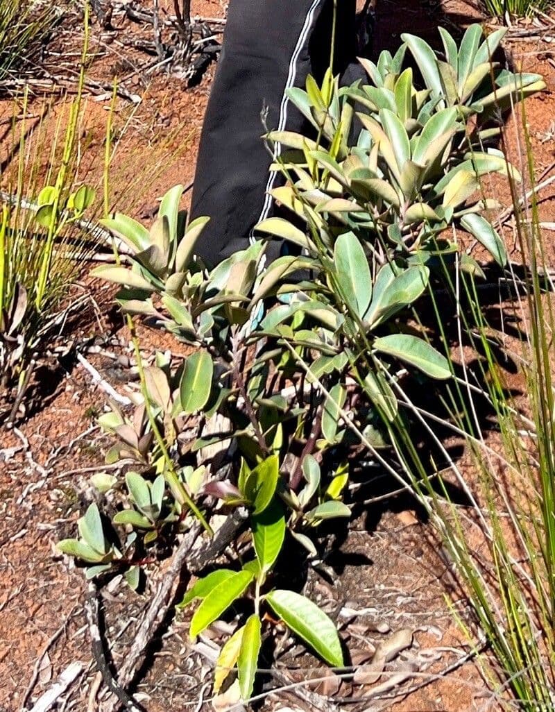 Tristaniopsis 14