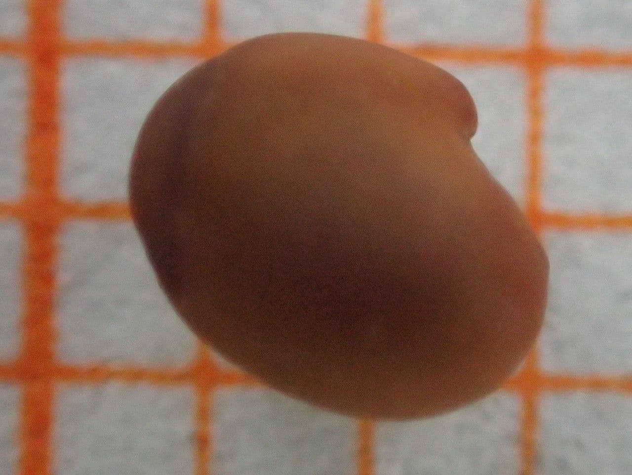 Jetel alpínský 5