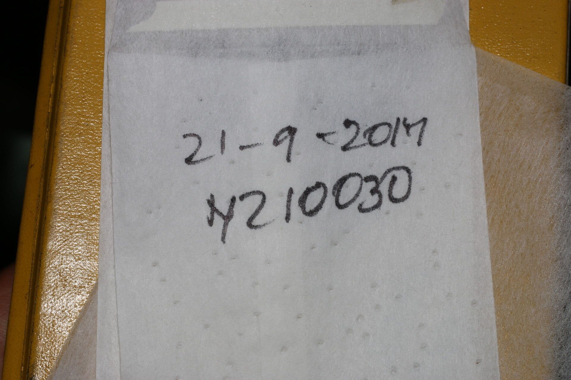 Podocarpo del Guatemala 15