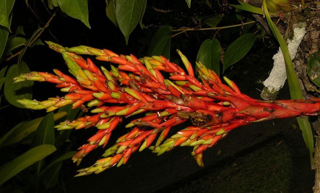 Guzmania di Scherzer