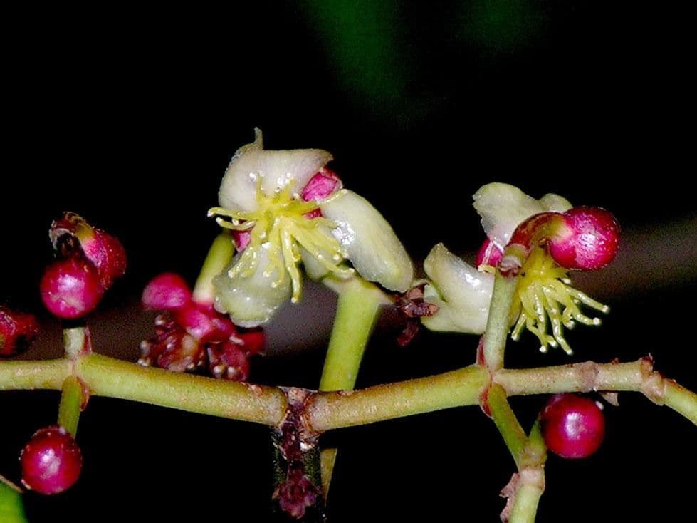 Chrysochlamys 2
