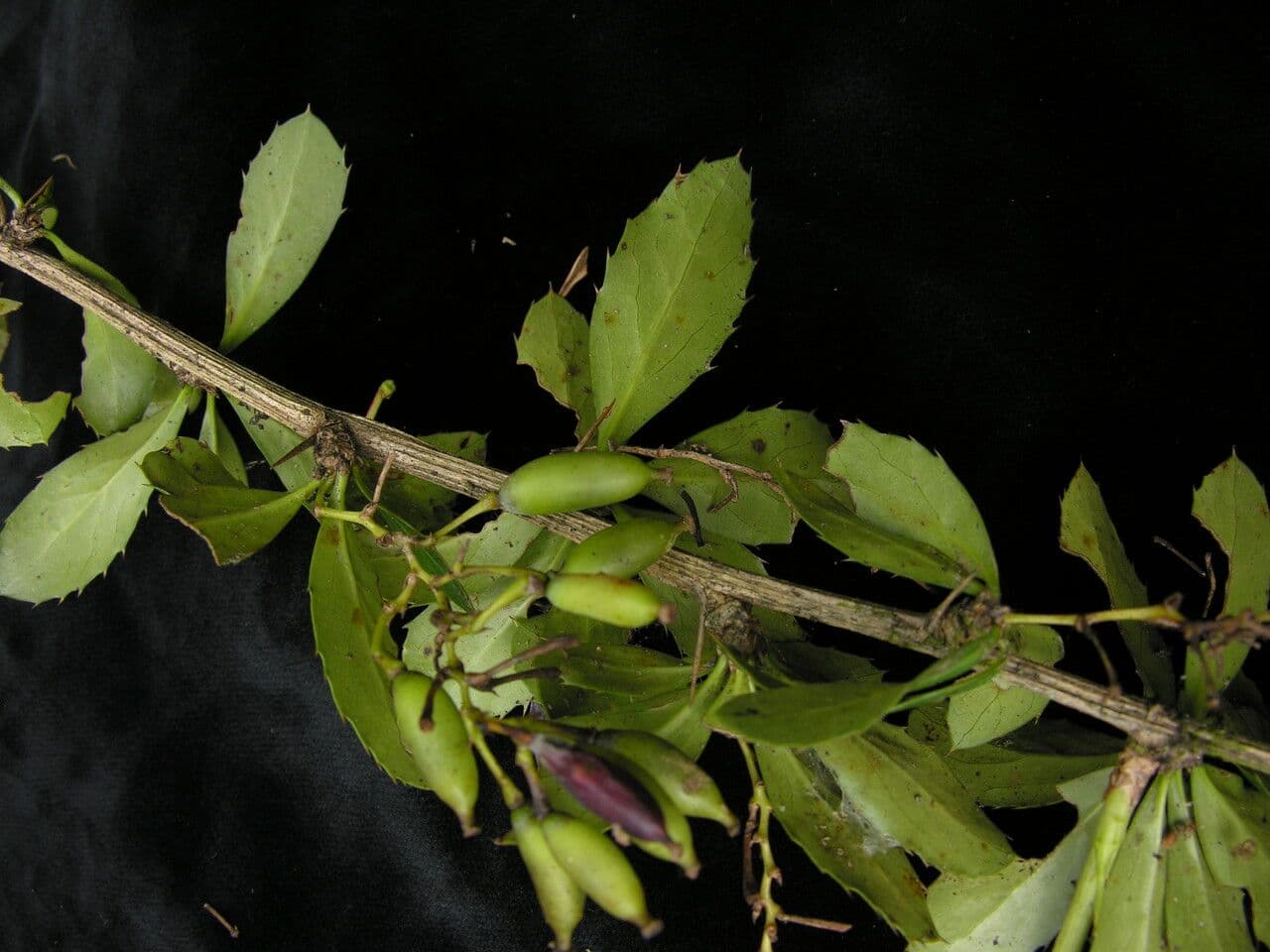 Berberitze 6