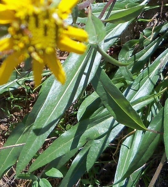 Wyethia 13