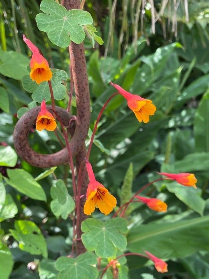 Tropaeolum 2