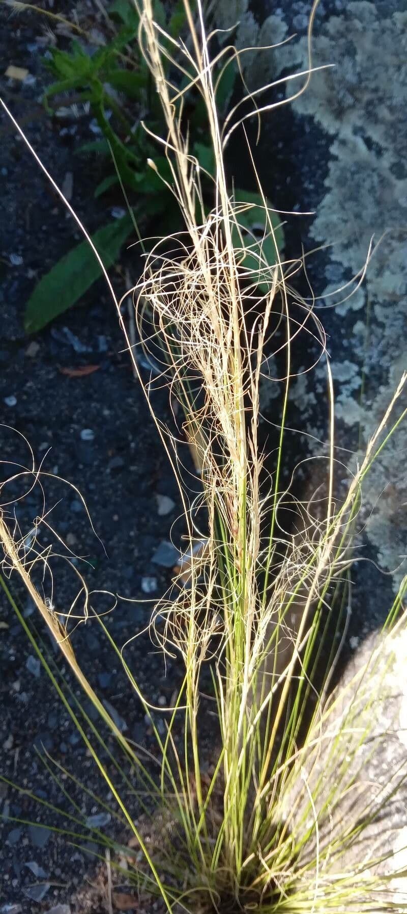 Nassella tenuissima 10