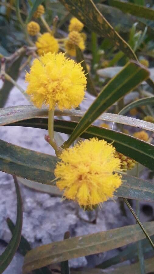 Acacia saligna 28