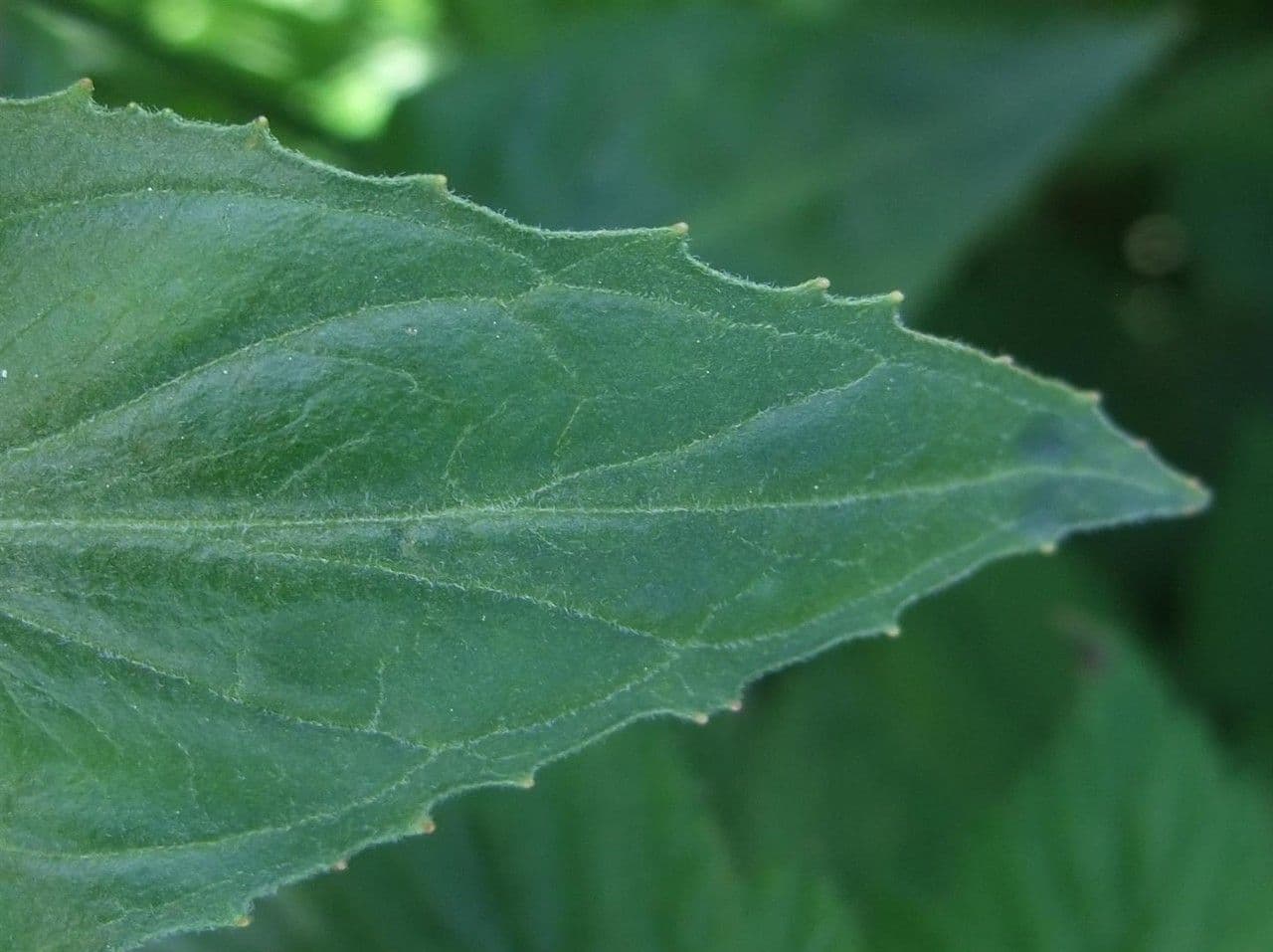 Epilobium alpestre 20