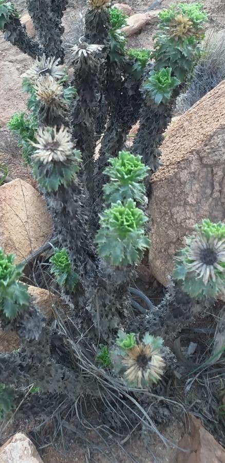 Haplopappus 4