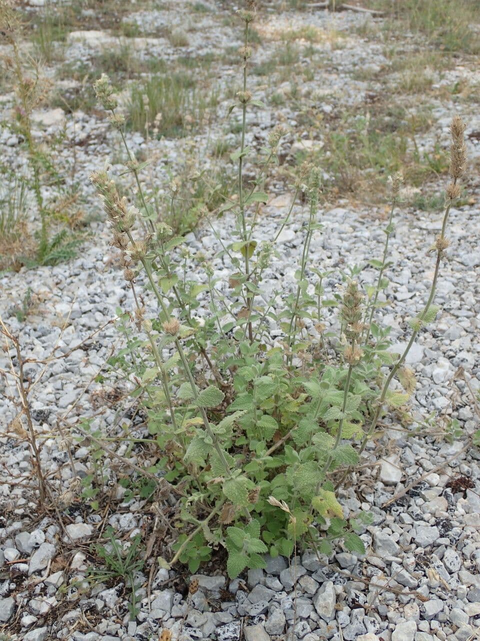 Erba gatta 3
